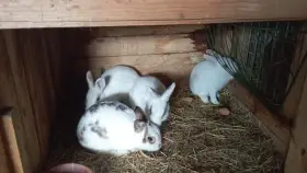 Prodám letošní mladé zakrslé králíky