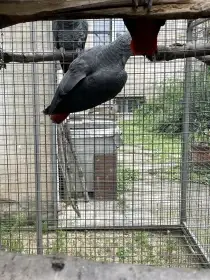 Žako Kongo