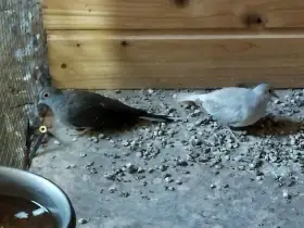 Holoubek diamantový