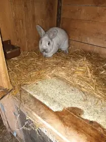 Prodám chovný kmen VSS