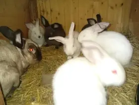 Sallander chovná samice