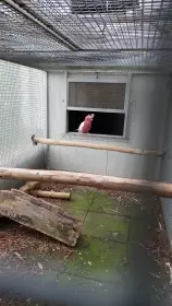 Chovná kakadu růžový Lutino 0,1 2018