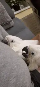 Kakadu alba.