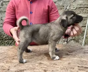 Kangal