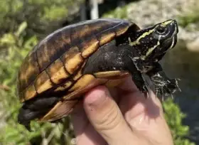 Kinosternon baurii, Klopavka floridská
