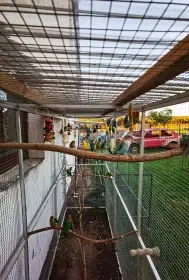 Agapornis růžohrdlý