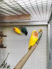 Agapornis růžohrdlý 2025