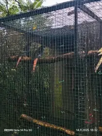 Papoušek horský lutíno, přírodní, rosela modrý pastel,černá