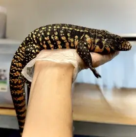 Ziva Exotika