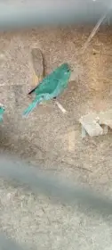 Kakarika