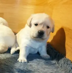 Labrador retriever fenka a pejsek