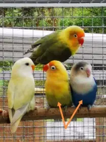 Agapornis Fišerův pár