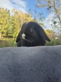 Minilop