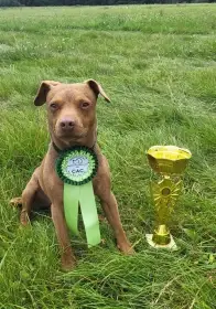 Dante z Boreckého vrchu