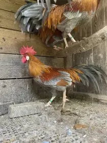 Zdrobnělá vlaška modrá zlatě zbarvená