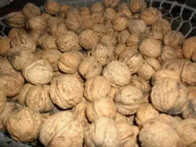 Prodám vlašské ořechy