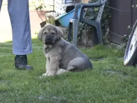 Máme k odběru krásného, mohutného, pejska-oba rodiče Španělský Mastin