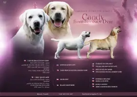 Štěňata Labradorského retrievera s PP