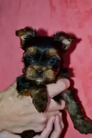 Yorkshire Terrier / Jorkšírský Teriér