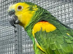 Amazoňan modročelý xanthopteryx
