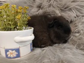 Švýcarský Teddy v dočasné péči