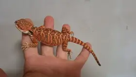 1.1 agama vousatá