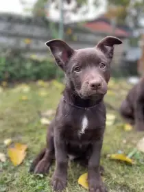 Australská kelpie