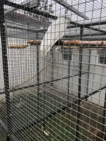 Kakadu Šalamounský