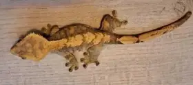 Pagekon řasnatý - pár