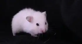 Křeček syrský s PP - vrh H