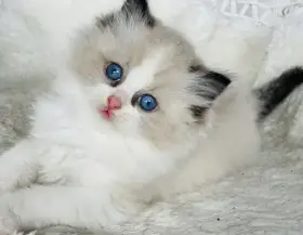 Ragdoll koťátka