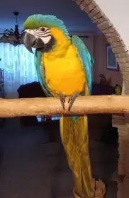 Ara ararauna
