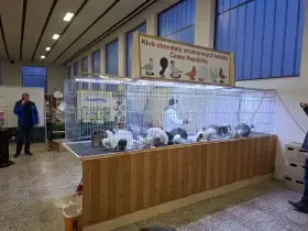 Speciální výstava strukturových holubů