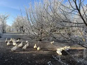 Kačera  a 2 kachny