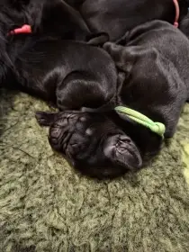 Štěně Flatcoated retriever