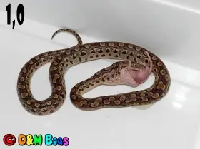 Epicrates cenchria alvarezi - Argentine Rainbow Boa