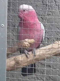 Kakadu růžový
