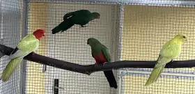 Papoušek královský žlutý/štěpitelný