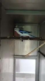 Rosela pestrá modrá na ino