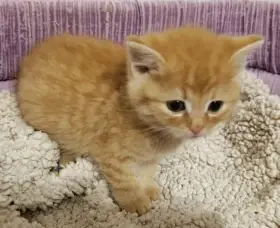 Kocourek Heřmánek hledá nový domov