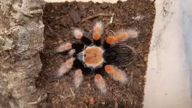 0.1 Brachypelma boehmei