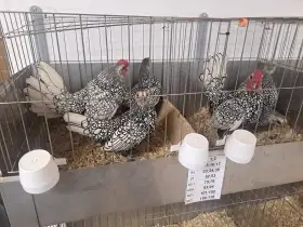 Sebritky stříbrné