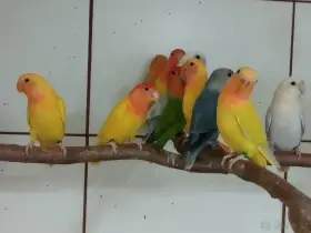 Agarponis růžohrdlý opalín