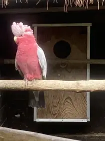 Kakadu růžový samec