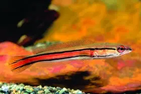 Hadohlavec červený