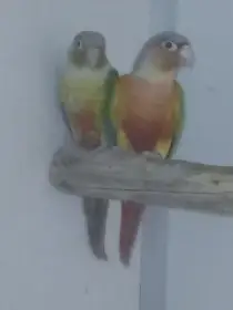 1.1. Pyrura zelenolící