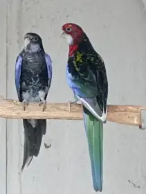 Rosela pestrá černá straka