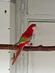 Rosela pestrá gold gold