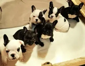 Francouzský buldoček – špičková štěňata