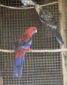 Rosela penant nové mutace